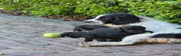 Kruising honden te koop: Sproodle pups mogen 't nest verlaten - Advertentie 17