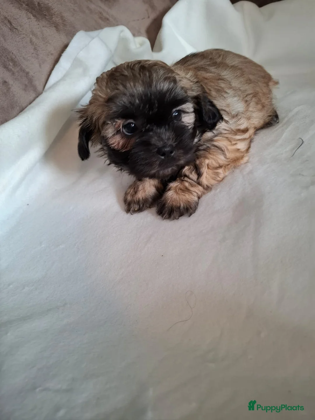 Kruising honden te koop: Mooi nestje boomerpups  - Advertentie 17