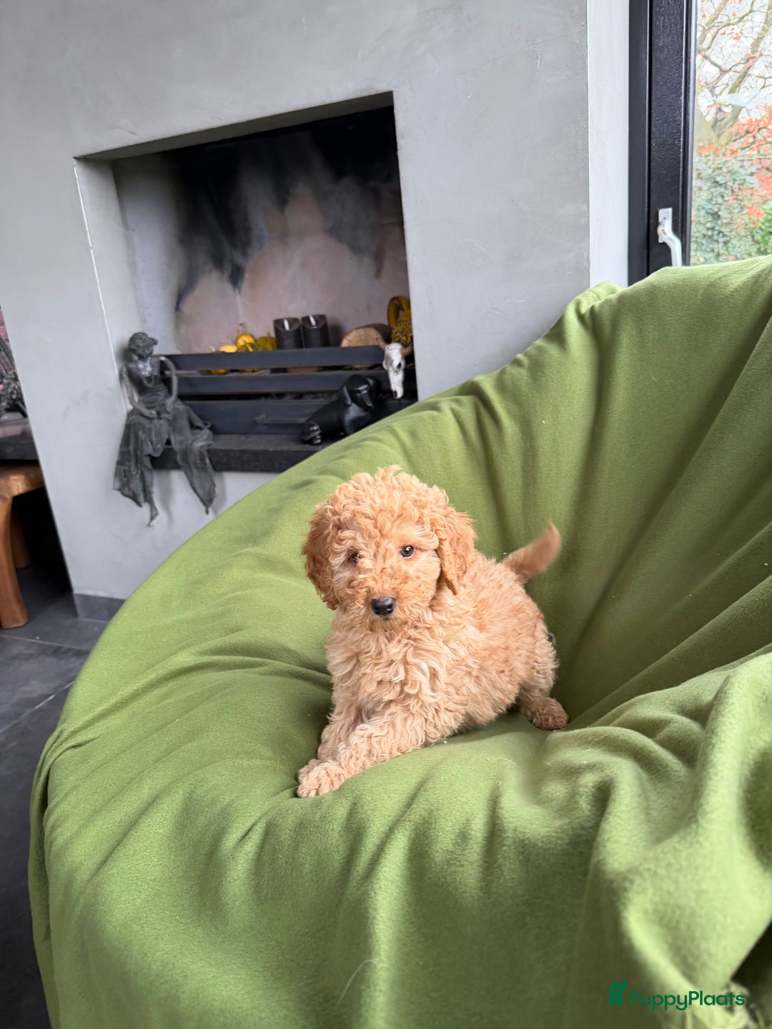 Labradoodle honden te koop: Mini Doodle (Dwergpoedel x Labradoodle) pups - Advertentie 11