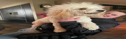 Labradoodle honden te koop: Labradoodle puppy’s verwacht - Advertentie 4