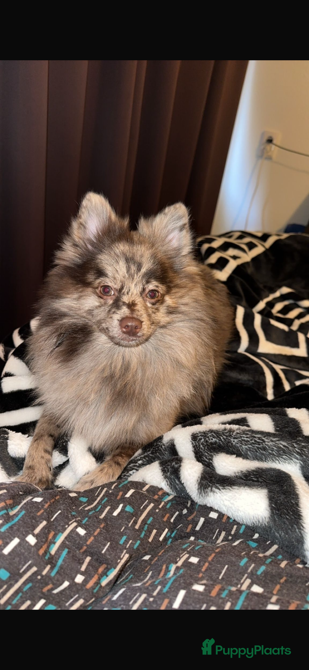 Pomeriaan honden te koop: Prachtige bearface pomeriaan teefje - Advertentie 11
