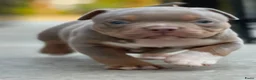 Amerikaanse Bully honden te koop: American Bully tricolor teefje te koop - Advertentie 5