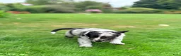 Australian Shepherd honden te koop: Australian Shepherd - Advertentie 18