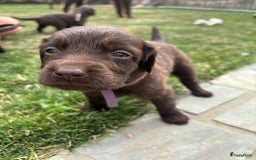Duitse Staande Hond Langhaar honden te koop: Duitse staande langhaar pups  in Maastricht - Afbeelding 19