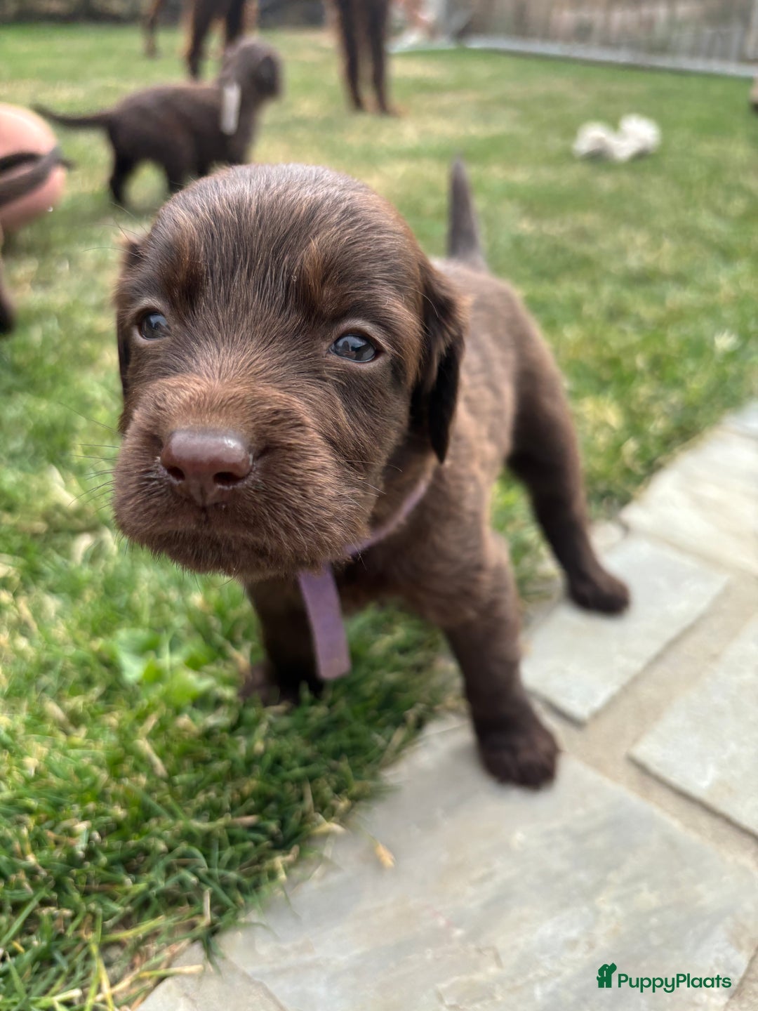 Duitse Staande Hond Langhaar honden te koop: Duitse staande langhaar pups  in Maastricht - Afbeelding 19
