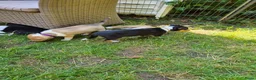 Schotse Herdershond korthaar honden te koop: Schotse herdershond korthaar pups - Advertentie 9
