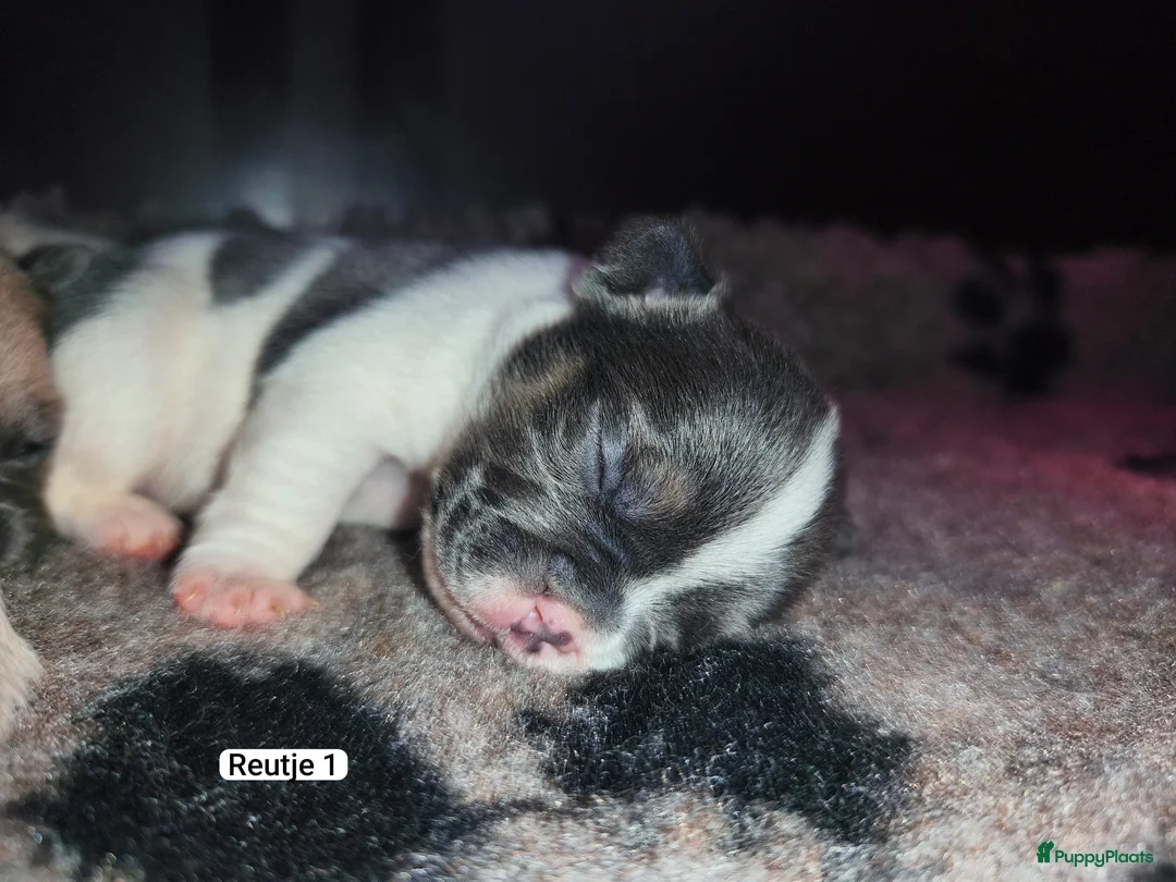Franse Bulldog honden te koop: Prachtige Franse bulldog pups met stamboom - Advertentie 15