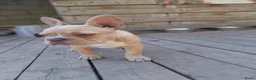 Franse Bulldog honden te koop: Prachtige Franse bulldogPups - Advertentie 5