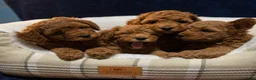 Poedel Toy honden te koop: Toy Poedel pups  in Amsterdam - Advertentie 3
