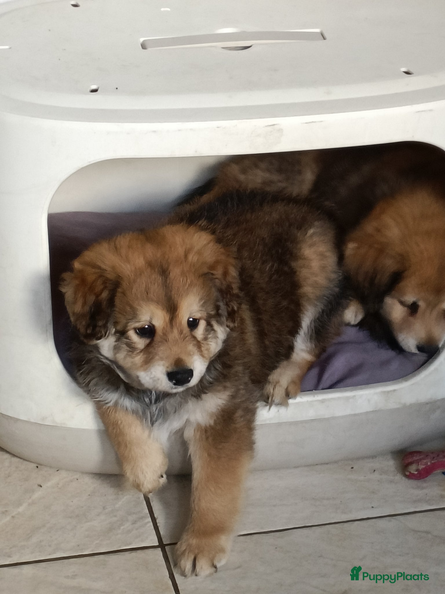 Kruising honden mooie kruising .labrador met pomeriaan - Advertentie 3