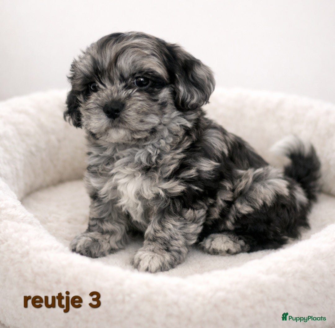 Boomer honden Super mooi gezonde boomer pups. Ook Choco en merle - Advertentie 2