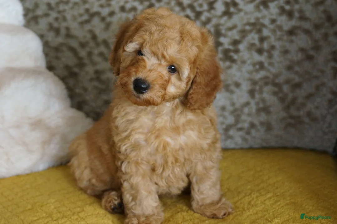 Maltipoo honden te koop: maltipoo pup beide ouders aanwezig en getest - Advertentie 14