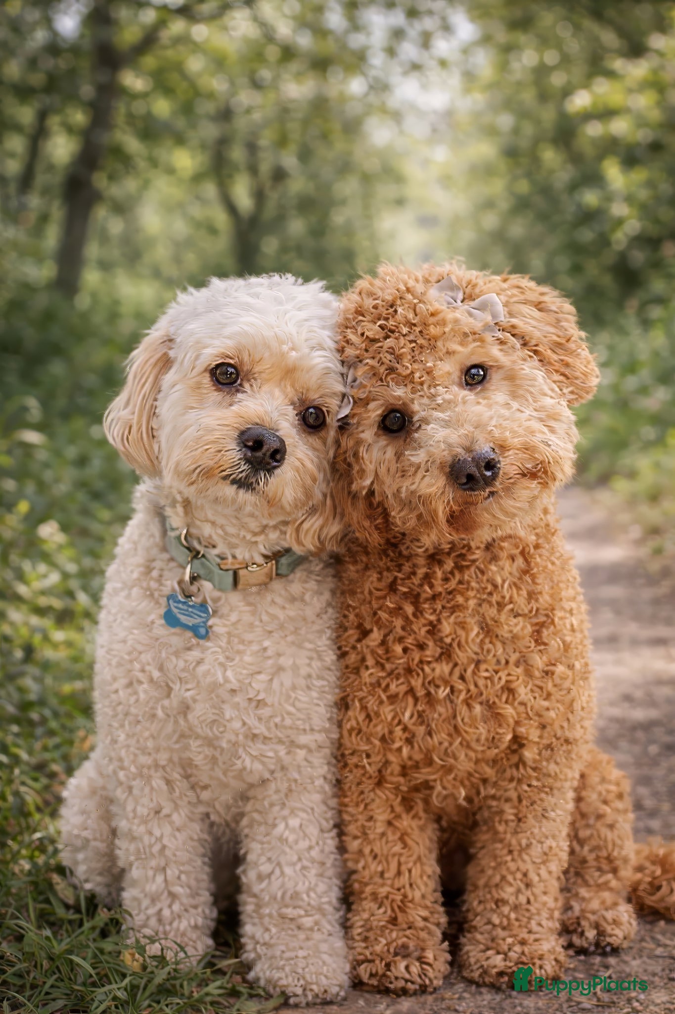 Cockapoo honden Mini poedel x Cockapoo - Advertentie 11