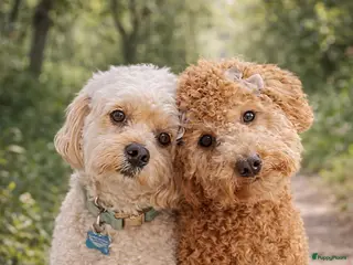 Cockapoo honden Mini poedel x Cockapoo - Advertentie 11