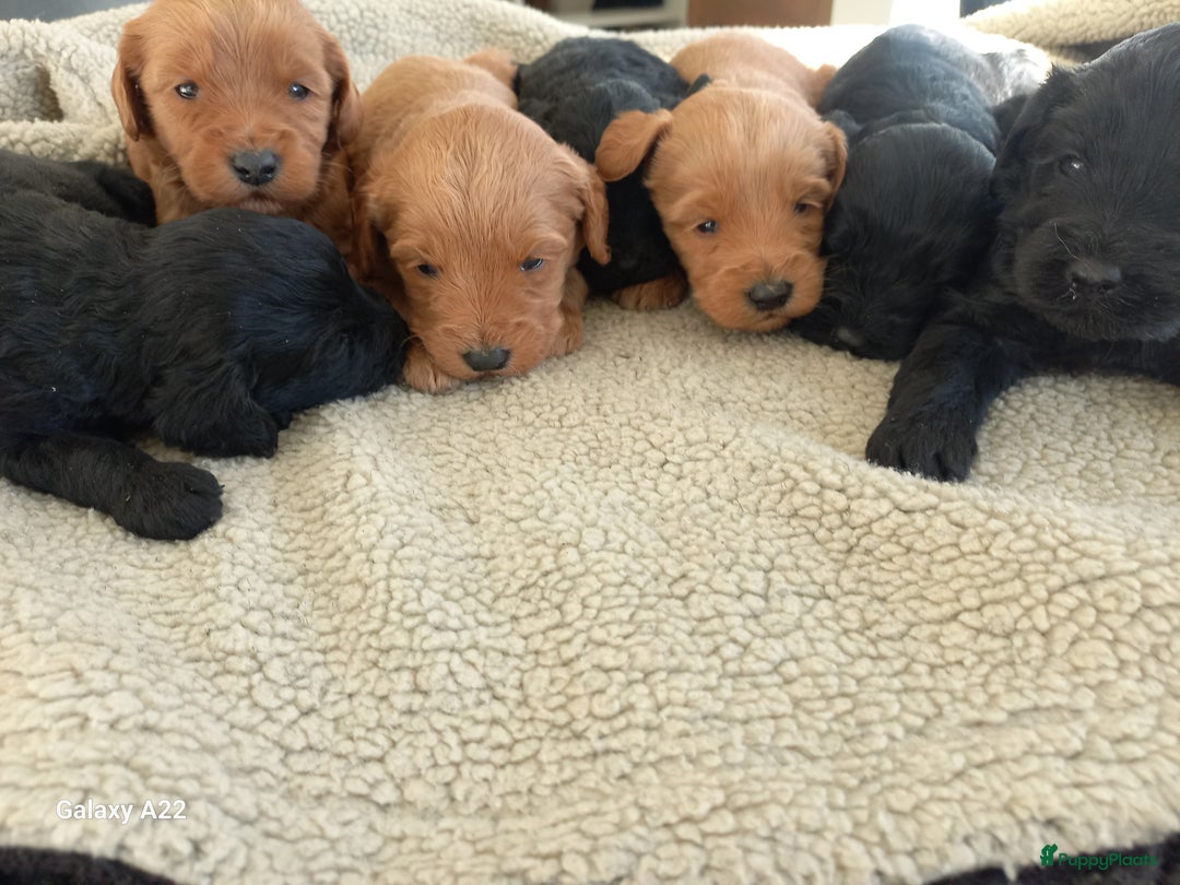 Australian Labradoodle honden te koop: Australian labradoodle puppy's  - Advertentie 3