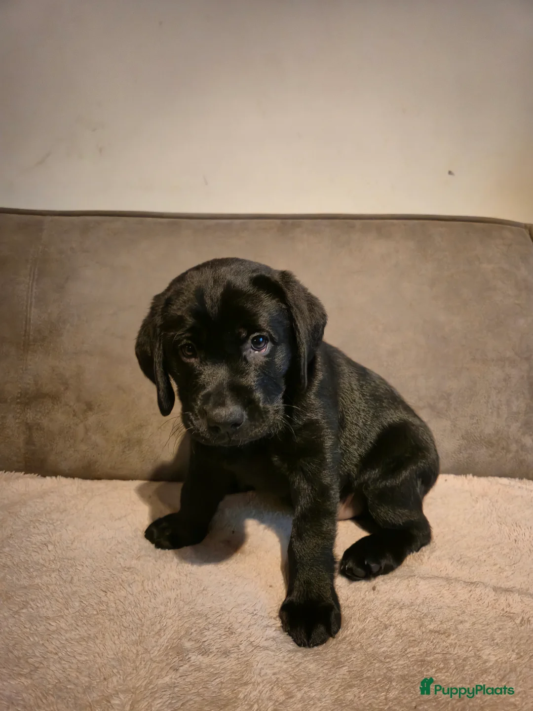 Labrador Retriever honden te koop: Labrador Retriever pup teefje - Advertentie 3