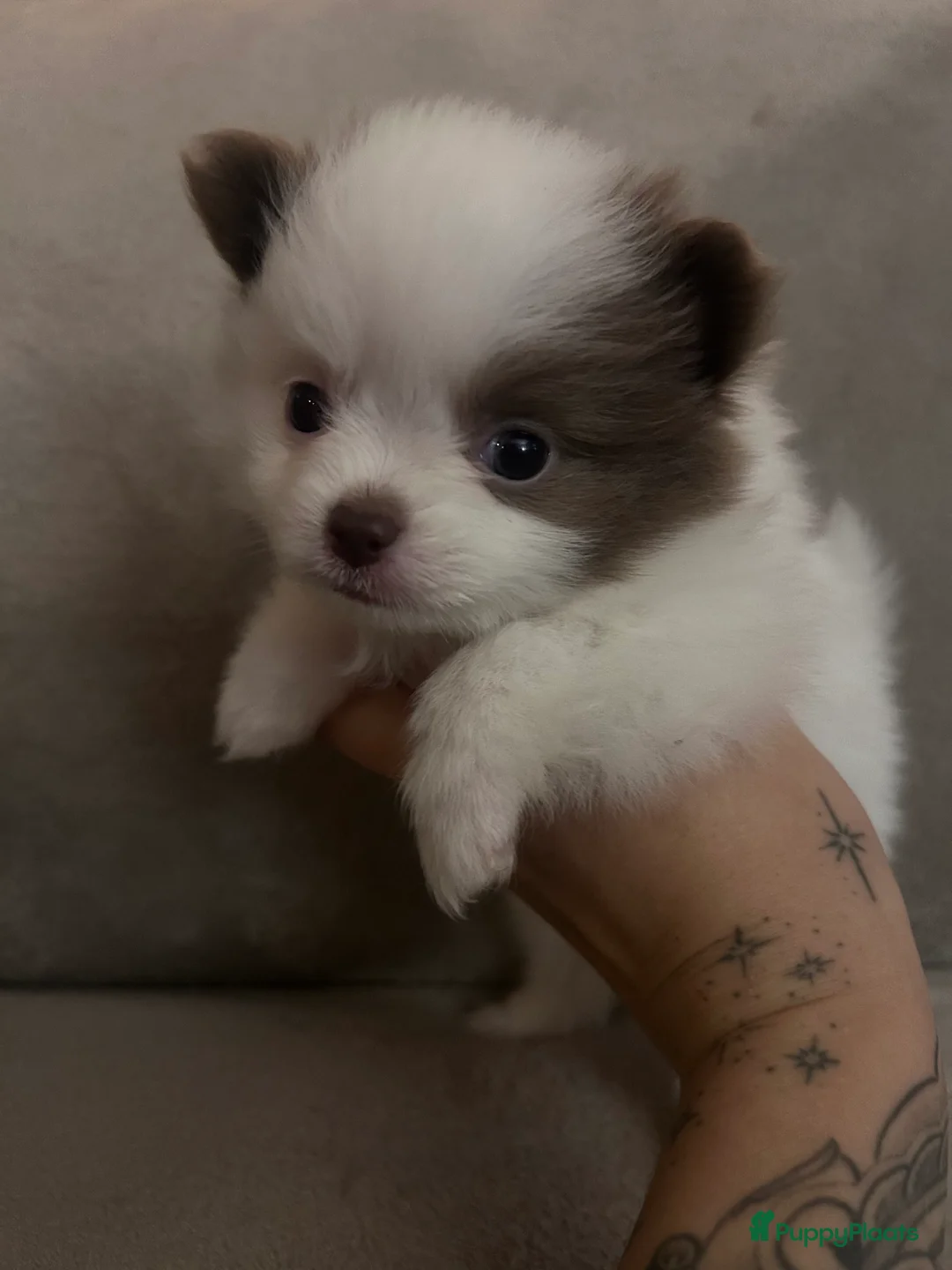 Pomchi honden te koop: Kleine pomchi pups 75% pomeranian 25% chihuahua - Advertentie 6