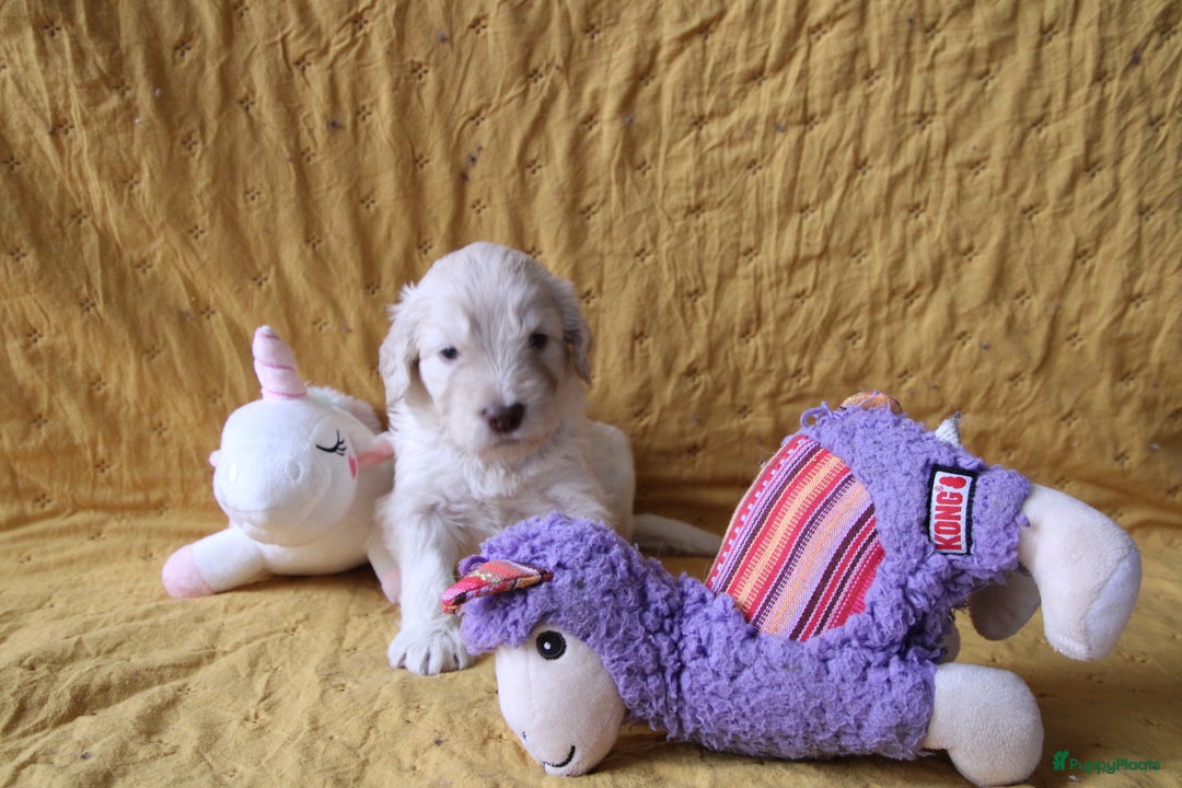 Barbet honden te koop: Barbet puppy’s geboren - Advertentie 4