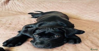 Cane Corso honden - Advertentie 3