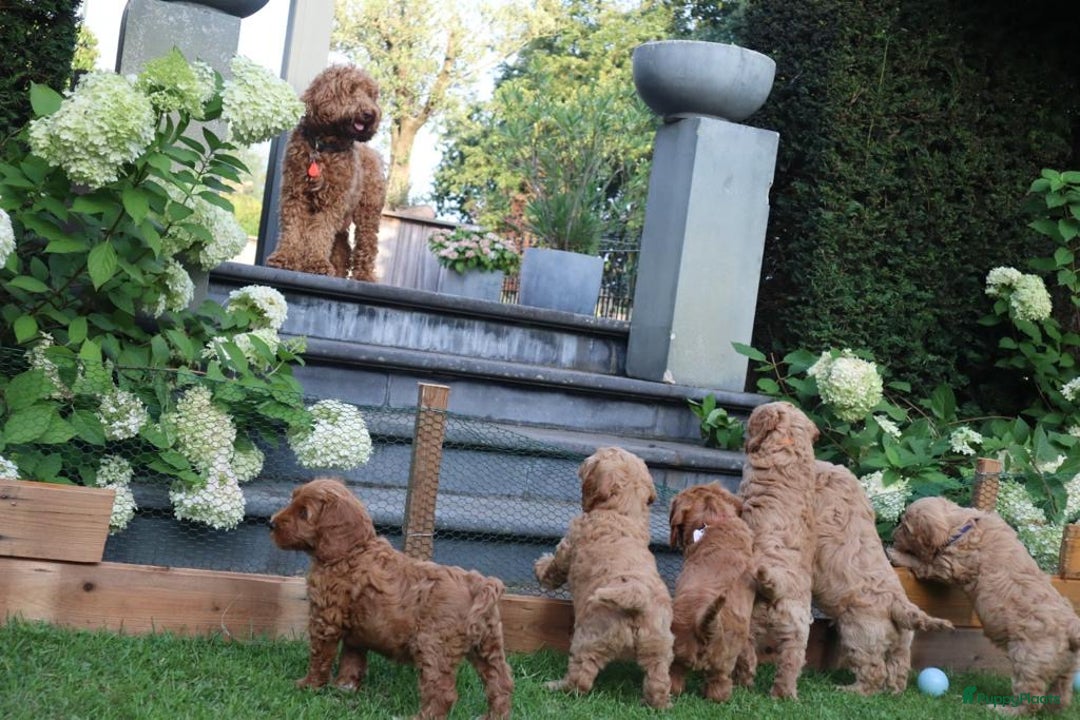 Labradoodle honden ter dekking: Bruno de australian labradoodle in Heusden - Afbeelding 11
