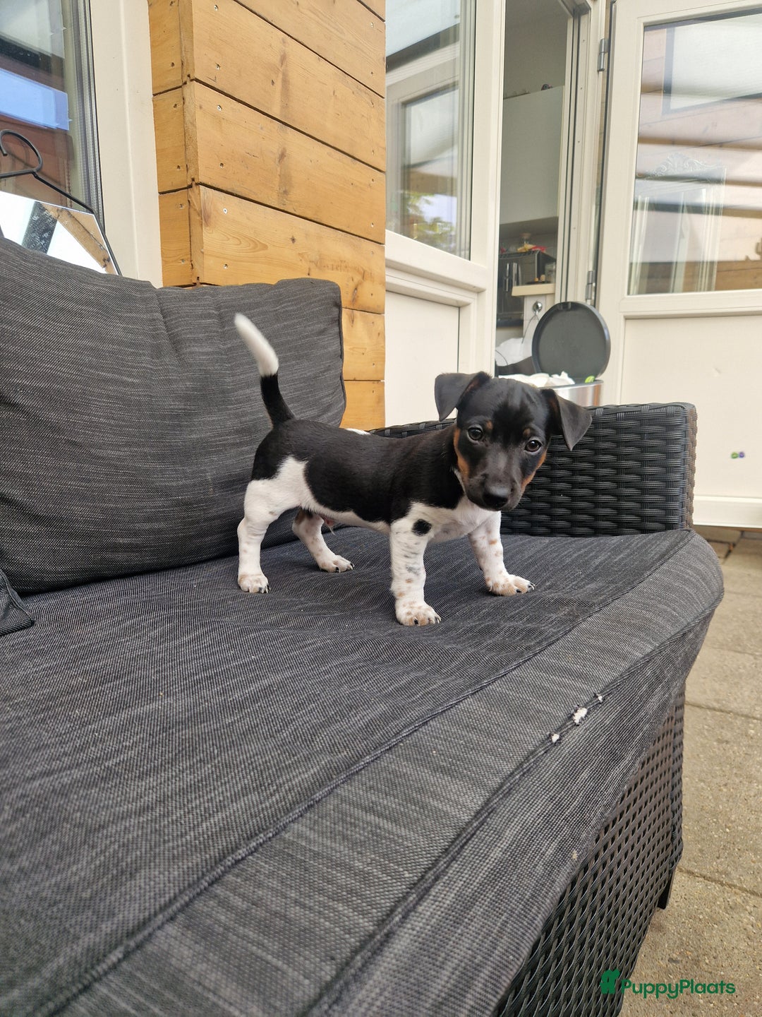 Jack Russel Terriër honden te koop: Lieve jack russel pups - Afbeelding 3