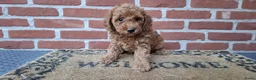 Dwergpoedel honden te koop: Lieve dwergpoedel-puppy's zoeken een warm thuis!  - Advertentie 10