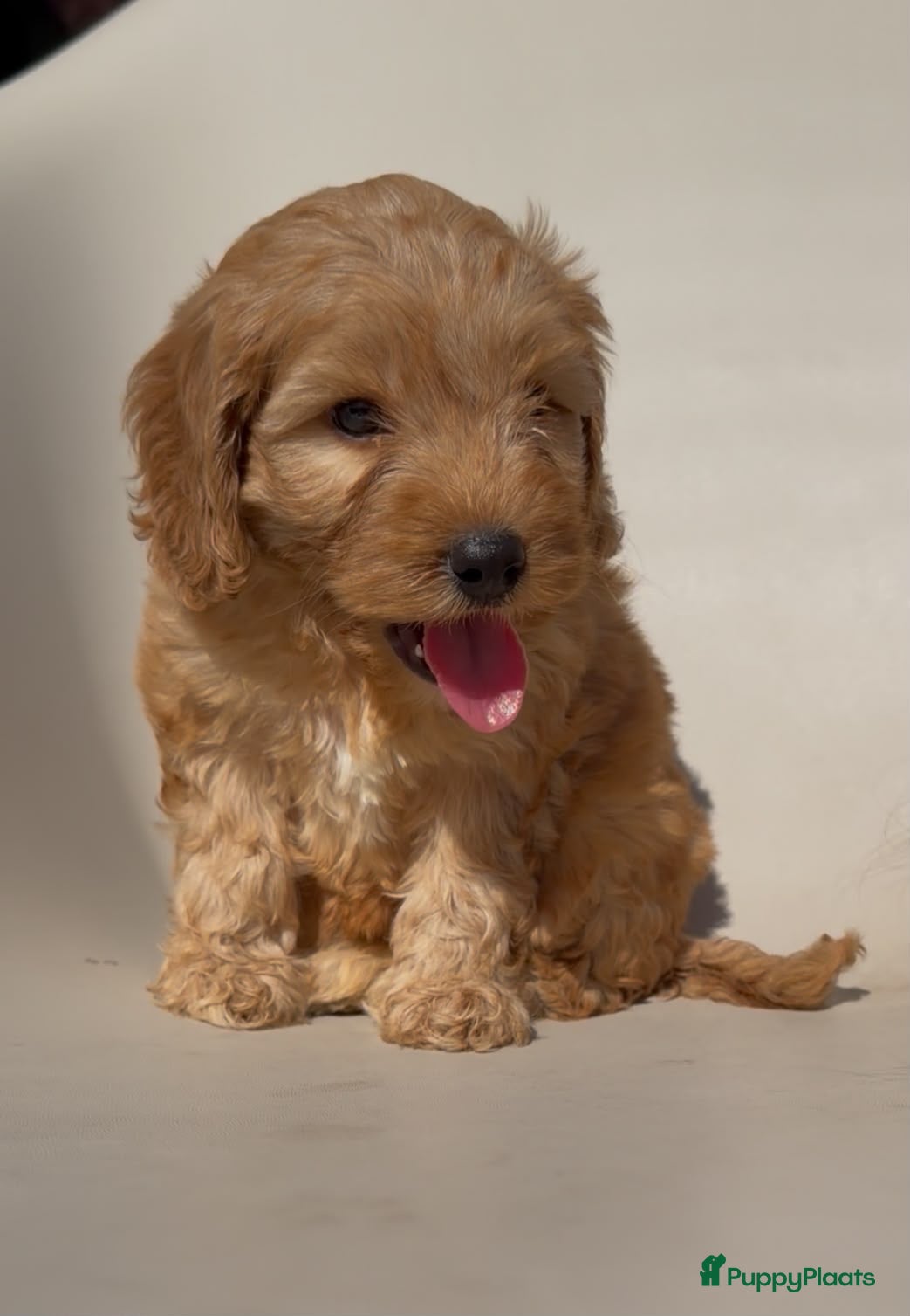 Cockapoo honden cockapoo pups - Advertentie 2