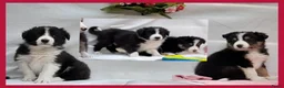 Border Collie honden te koop: Prachtige raszuivere Border Collie pups - Advertentie 3