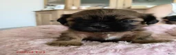Shih Tzu honden te koop: 6 Mooie shih tzu pups - Advertentie 4