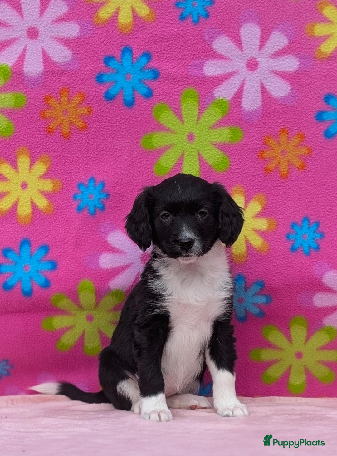 Friese Stabij honden te koop: Prachtige friese stabij x border collie pups  - Advertentie 4