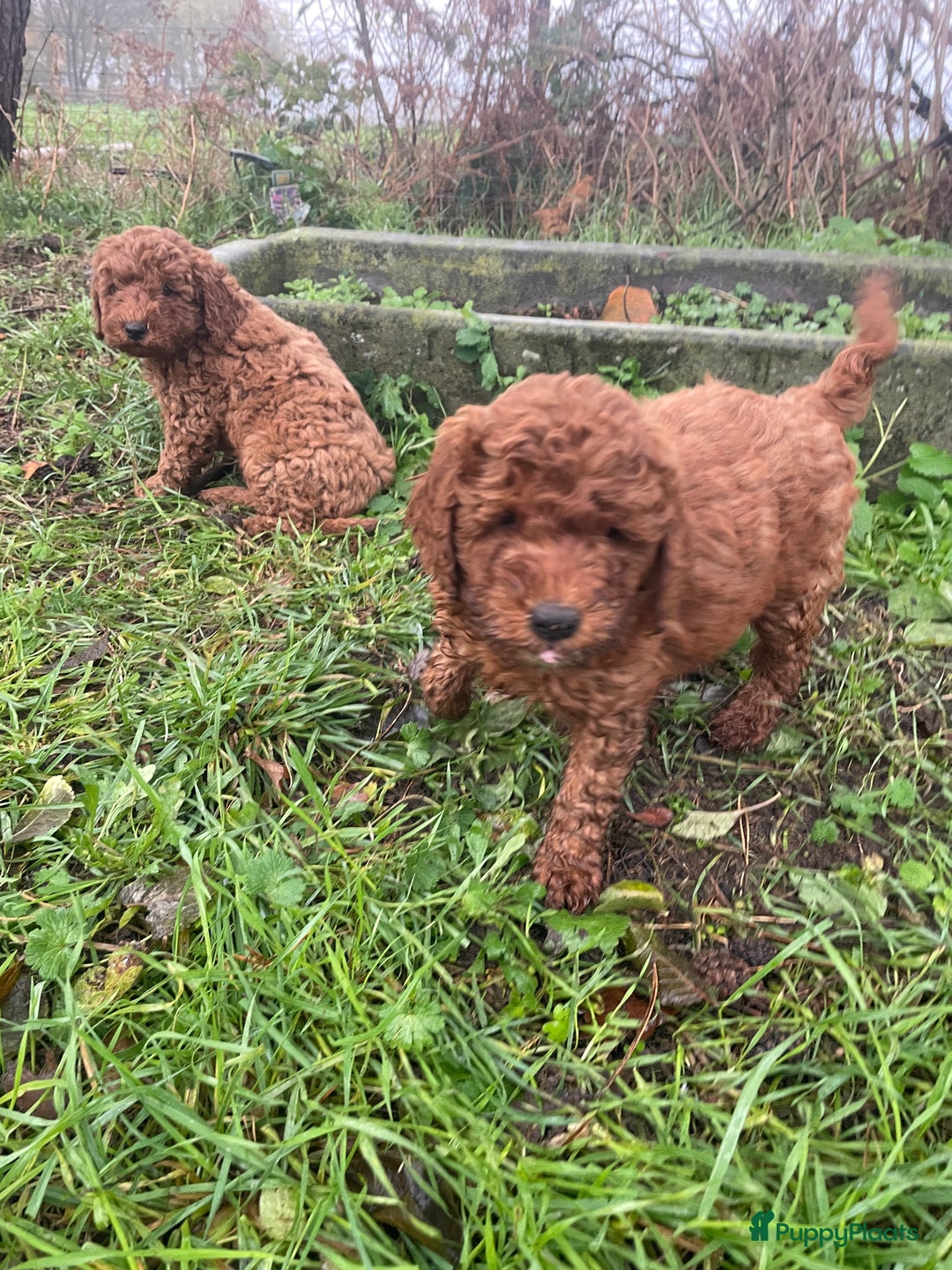 Labradoodle honden te koop: Mooie mini Labradoodle pups - Advertentie 6