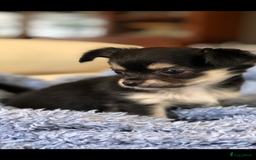 Chihuahua honden te koop: Mooie chihuahua pups in Budel - Afbeelding 7