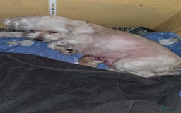 Maltipoo honden te koop: Maltipoo teefje licht abrikoos - Afbeelding 5