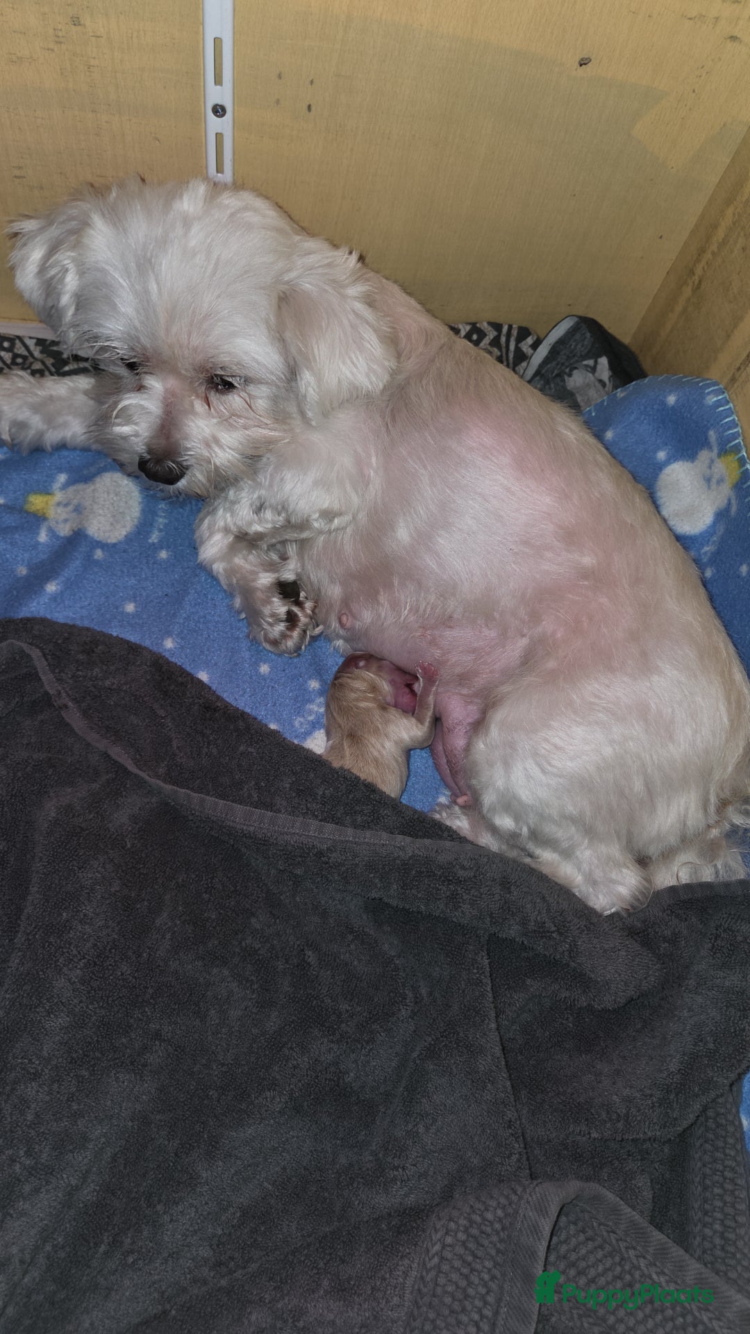 Maltipoo honden te koop: Maltipoo teefje licht abrikoos - Afbeelding 5