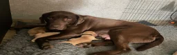 Kruising honden te koop: Lieve puppy’s  - Advertentie 18