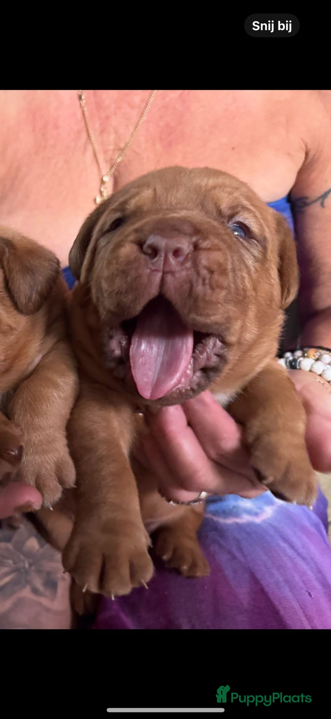Bordeaux Dog honden te koop: Bordeauxdog puppy’s te koop in Lekkerkerk - Afbeelding 26