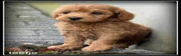 Maltipoo honden te koop: Maltipoo F1b pups - Advertentie 6