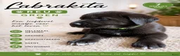 Kruising honden te koop: Laatste Labrakita pup teefje zoekt nieuw huisje - Advertentie 27