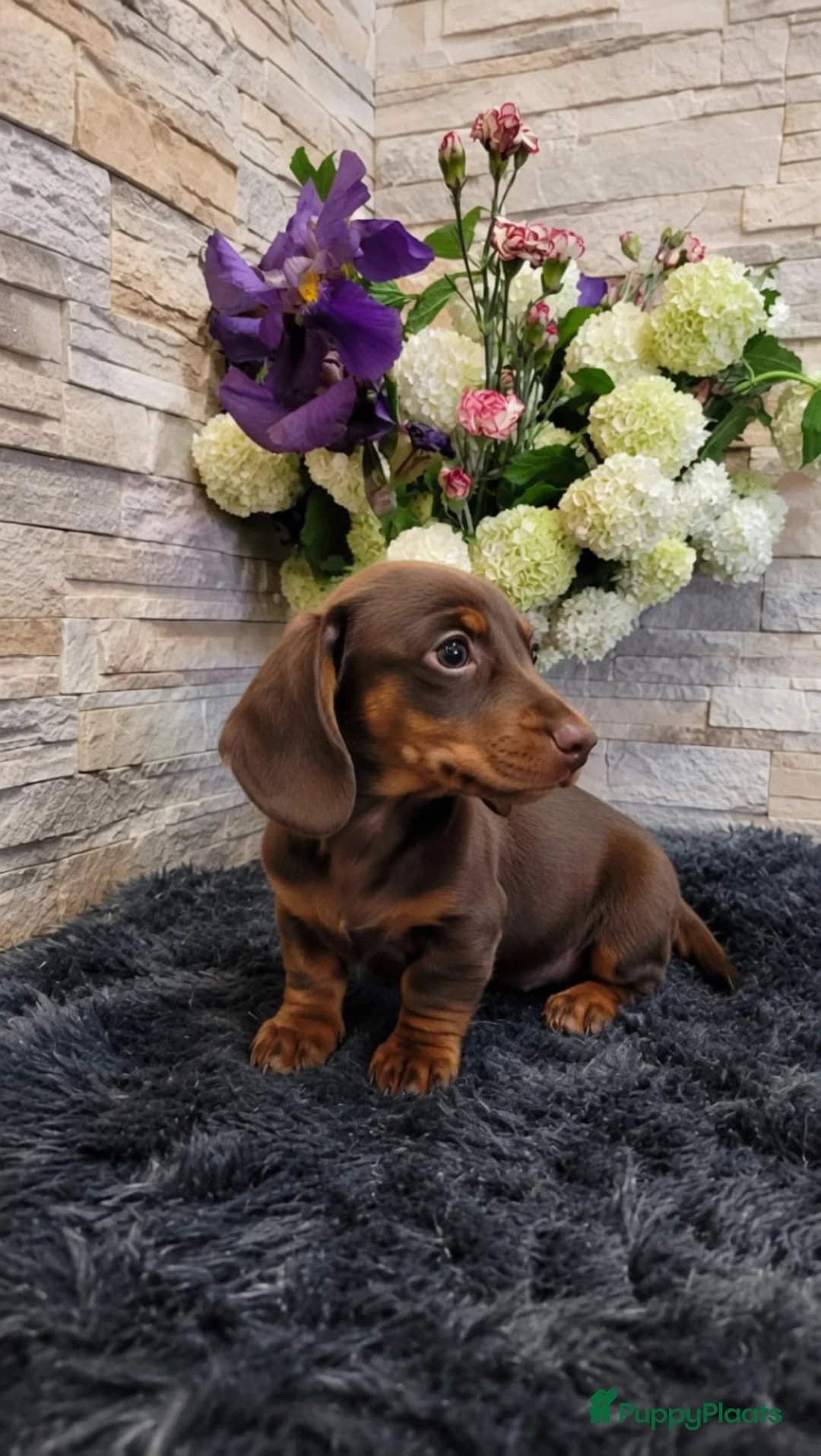 Teckel (korthaar)  honden te koop: Teckelpuppy in Zwaag - Advertentie 2