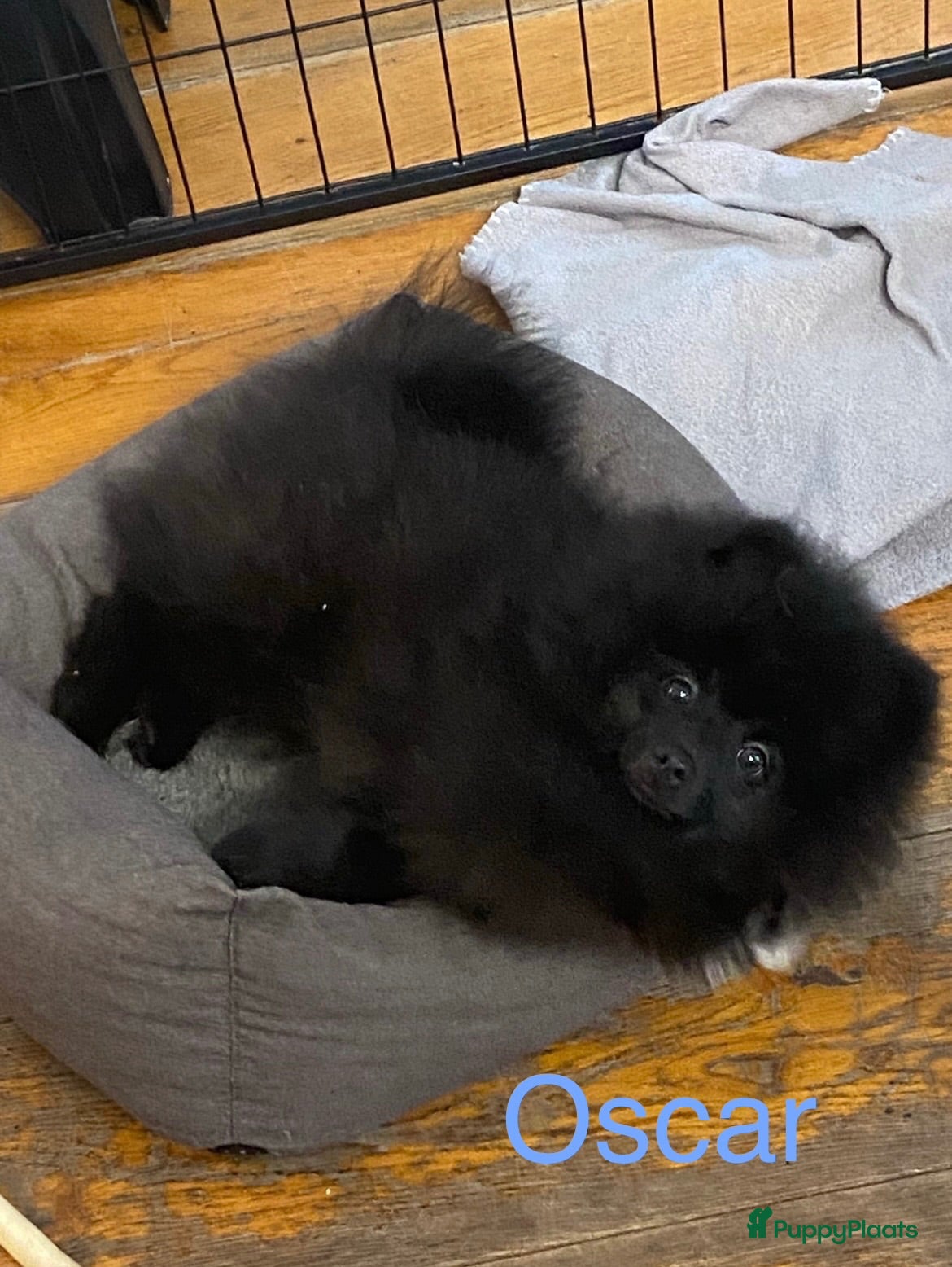 Pomeriaan honden 2 Prachtige Pomeriaan/dwergkees pups.(Reutjes)💙💙 - Advertentie 5