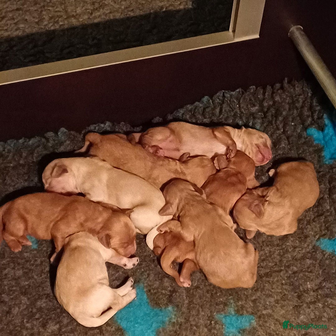 Labradoodle honden te koop: Prachtige multigen labradoodle pups - Advertentie 4