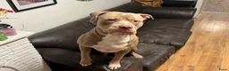 Kruising honden te koop: Kruising american bully/ american staffordshire t. - Advertentie 2