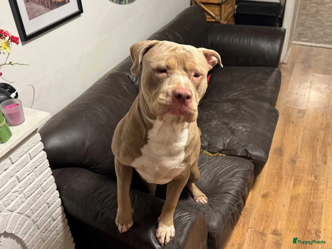 Kruising honden te koop: Kruising american bully/ american staffordshire t. - Advertentie 2