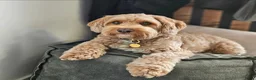 Maltipoo honden te koop: Maltipoo teefje F2 - Advertentie 4
