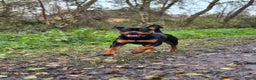 Rottweiler honden te koop: Eenmalig nestje Rottweilers - Advertentie 3