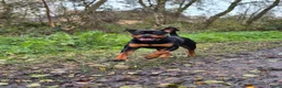 Rottweiler honden te koop: Eenmalig nestje Rottweilers VERKOCHT - Advertentie 3