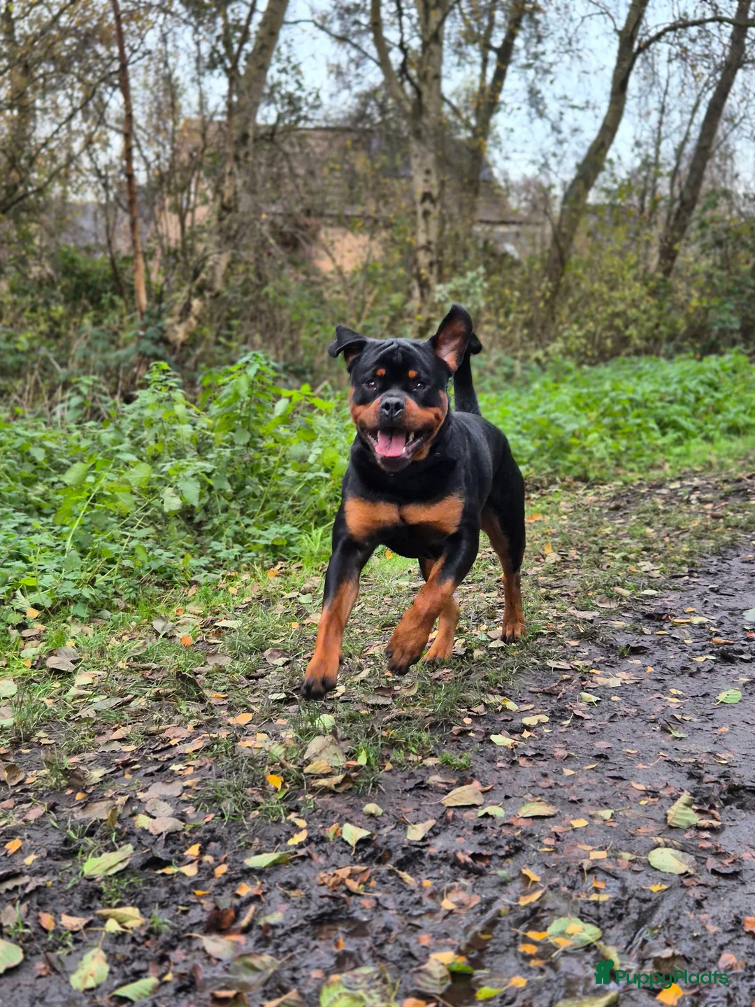 Rottweiler honden te koop: Eenmalig nestje Rottweilers VERKOCHT - Advertentie 3