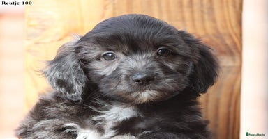 Kruising honden - Advertentie 14