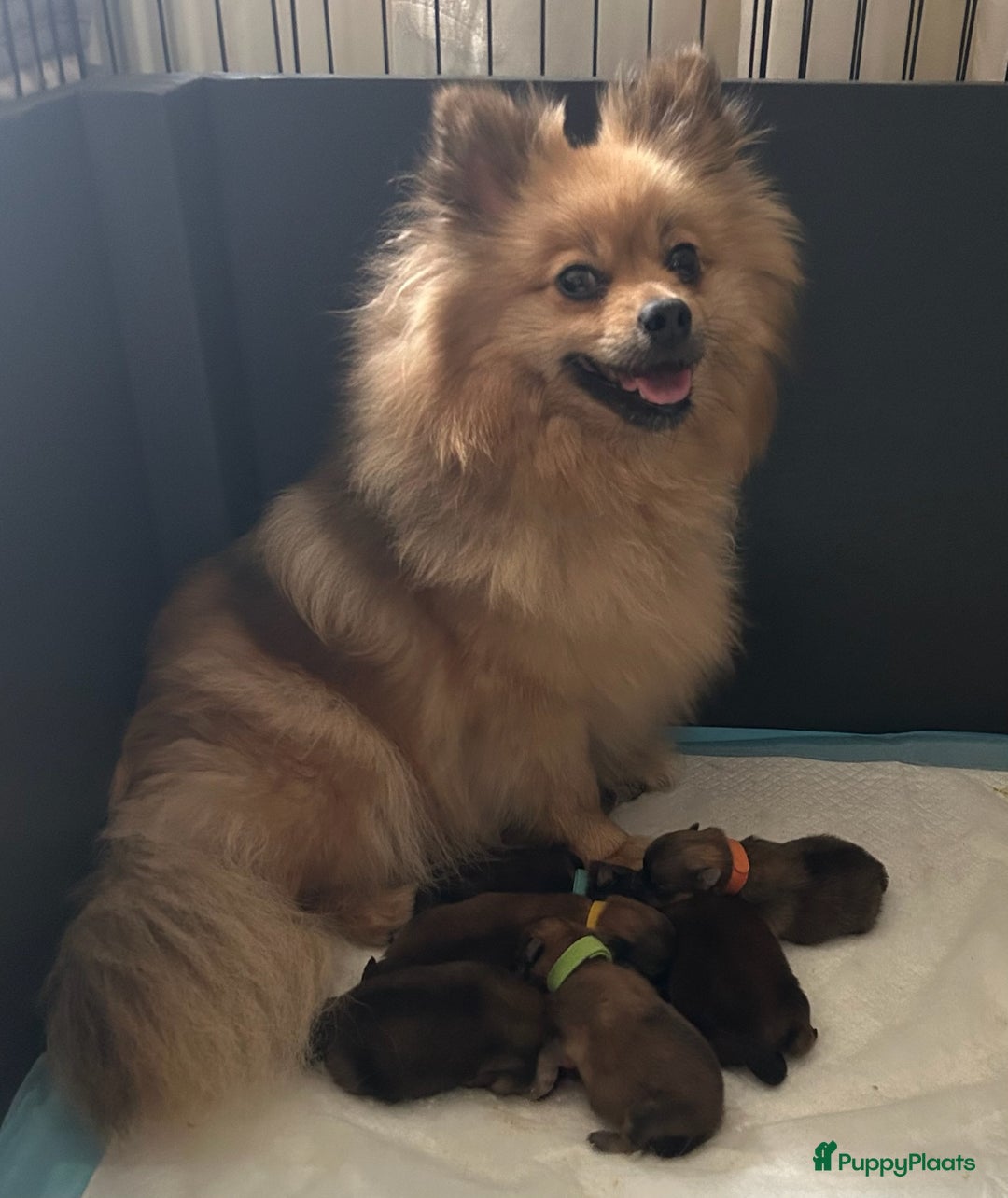 Pomeriaan honden te koop: Pomeriaanpups. 25 juni mogen ze het nest verlaten. in Emmen - Afbeelding 7