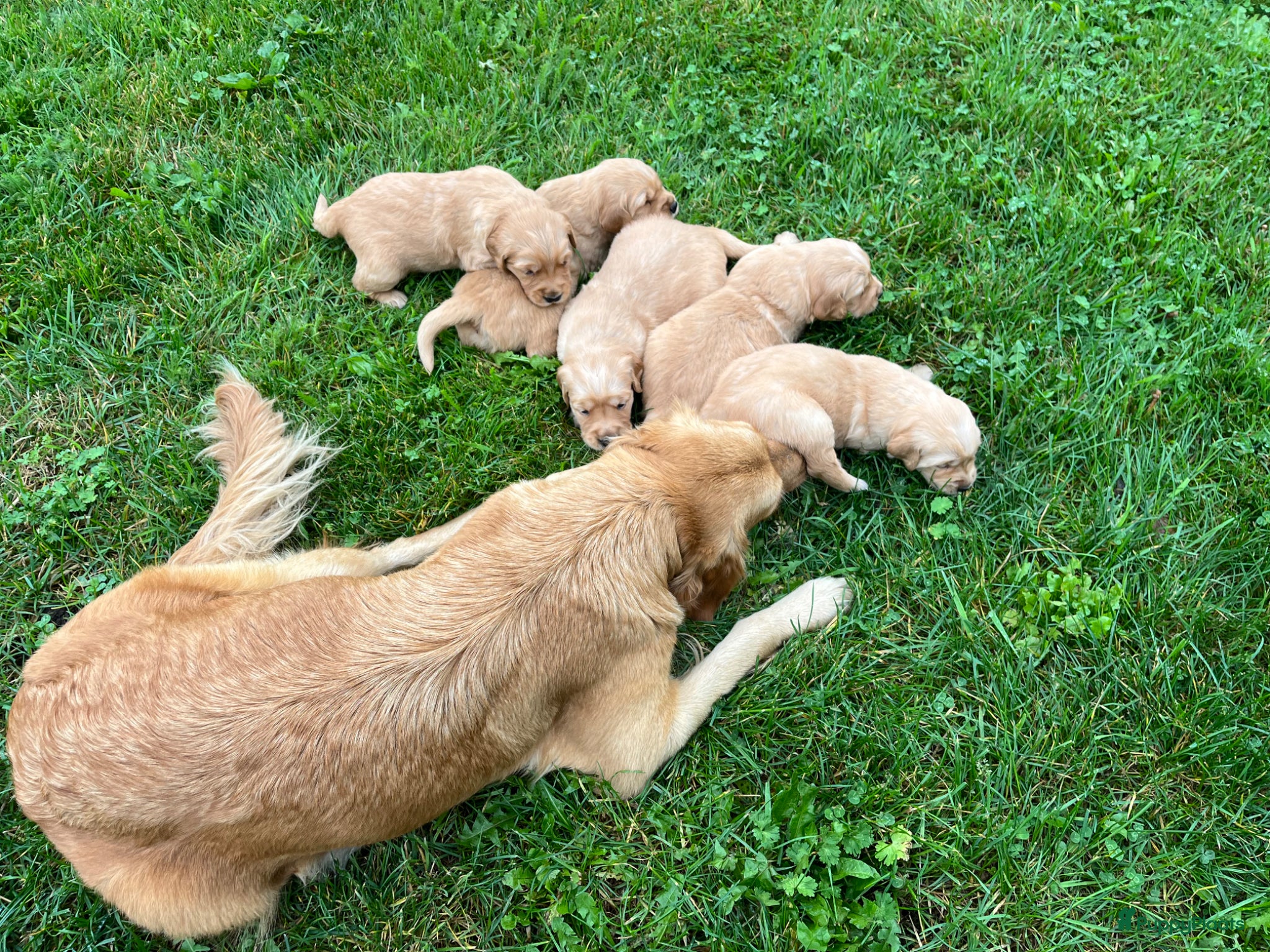 Golden Retriever honden Lieve donkere golden retriever pups - Advertentie 1